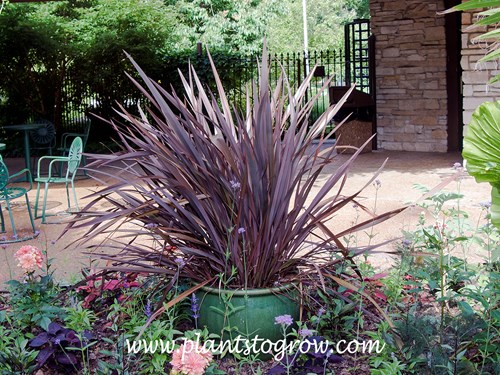 Dusty Chief Phormium